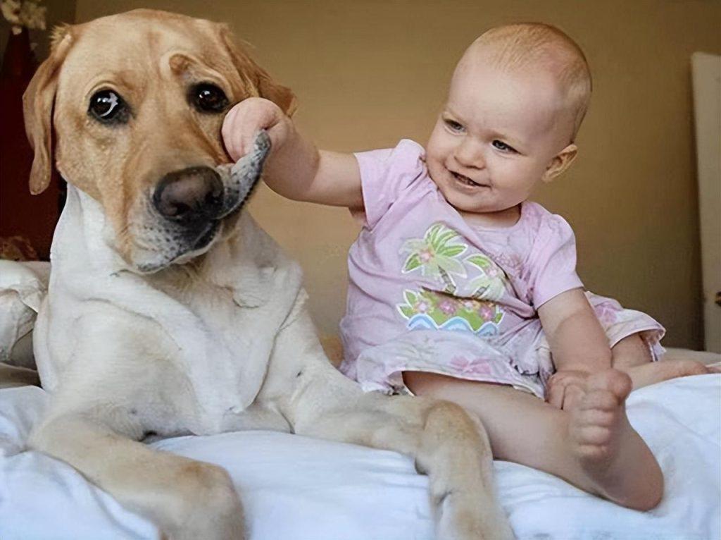 狗狗为什么会喜欢跟小孩玩?小孩对它又打又骂也不曾反抗,到底是为什么?(图1)