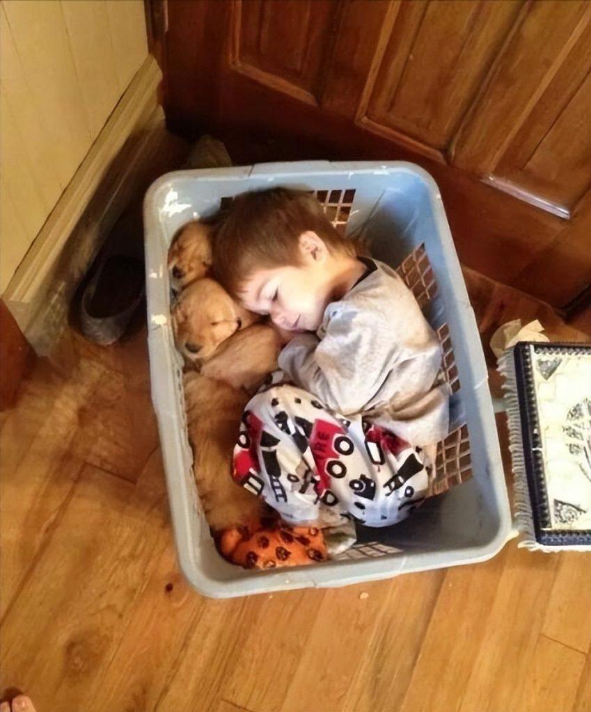 狗狗为什么会喜欢跟小孩玩?小孩对它又打又骂也不曾反抗,到底是为什么?(图4)