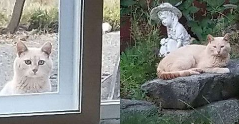 放饭官和不愿进屋的猫咪来日方长(图1)