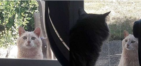 放饭官和不愿进屋的猫咪来日方长(图2)