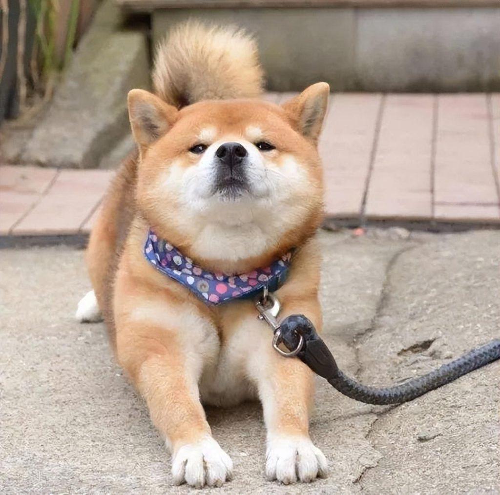 狗狗有胃炎的时候应该怎么处理?狗狗胃炎有什么症状?(图2)