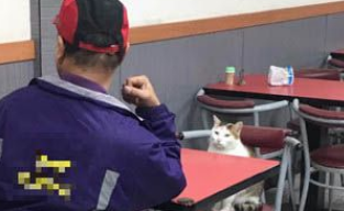 快点把鱼交出来! 胖脸浪猫座椅逼视阿伯用餐(图1)