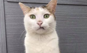 快点把鱼交出来! 胖脸浪猫座椅逼视阿伯用餐(图2)