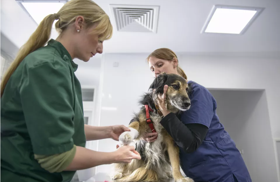 狗狗为什么经常舔爪子?狗狗经常舔爪子的原因和解决办法(图2)