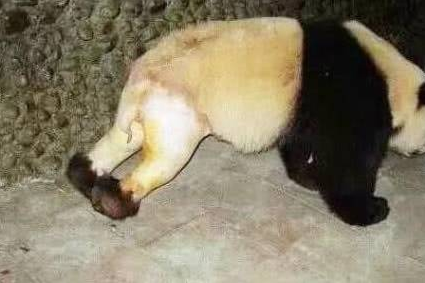 大熊猫下半身被剃光毛,像没穿裤子一样(图1)