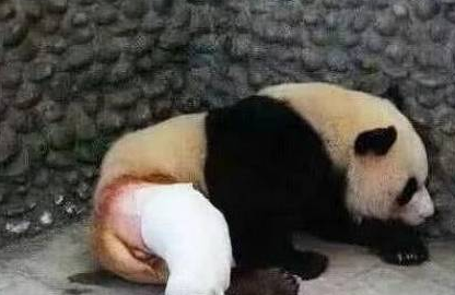 大熊猫下半身被剃光毛,像没穿裤子一样(图2)