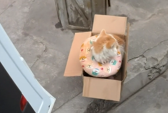 生病就被抛弃?加菲猫被带走时已经看不见了(图1)