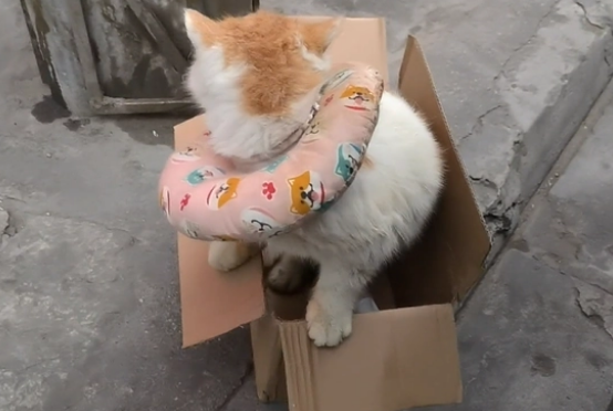 生病就被抛弃?加菲猫被带走时已经看不见了(图2)