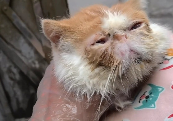 生病就被抛弃?加菲猫被带走时已经看不见了(图3)