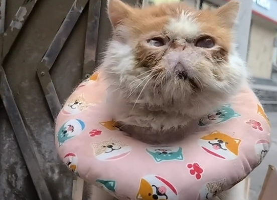 生病就被抛弃?加菲猫被带走时已经看不见了(图4)