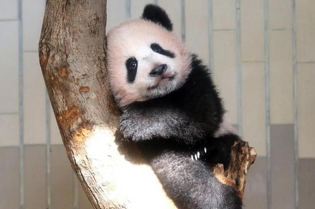 大熊猫香香返华掀送别潮 一文看中日50年熊猫外交(图1)