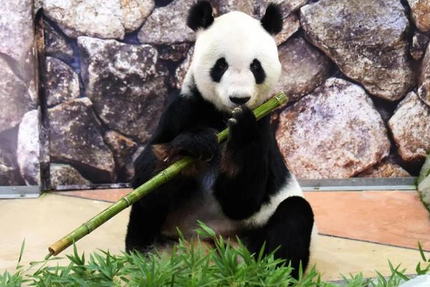 大熊猫香香返华掀送别潮 一文看中日50年熊猫外交(图2)