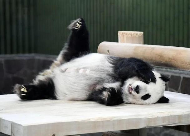 大熊猫香香返华掀送别潮 一文看中日50年熊猫外交(图3)