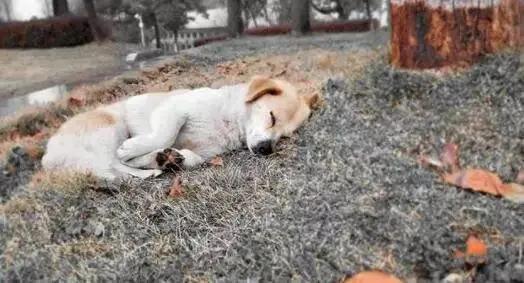 狗狗死后是不能埋的?狗狗死后应该怎么处理?(图2)