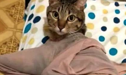 猫咪体会到窒息的痛苦,只因玩主人袜子(图1)