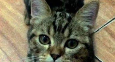 猫咪体会到窒息的痛苦,只因玩主人袜子(图2)