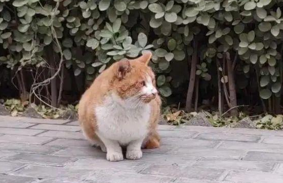 流浪橘猫初来乍到,一架确立家庭地位(图1)