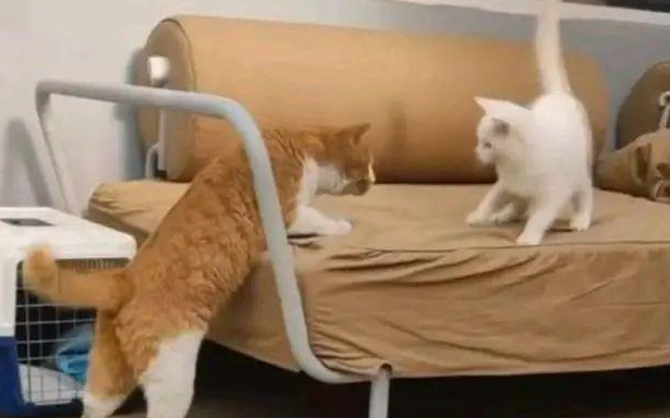 流浪橘猫初来乍到,一架确立家庭地位(图2)