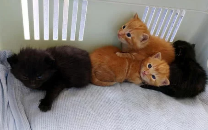 橘猫惨遭遗弃,被丢进河里,幸遇好心遛狗人,捡回性命(图1)