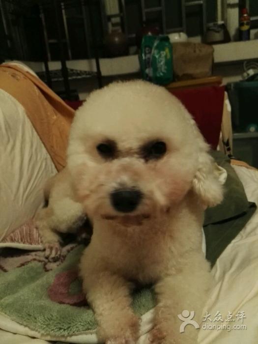 狗狗生活宠物店的介绍(图1)