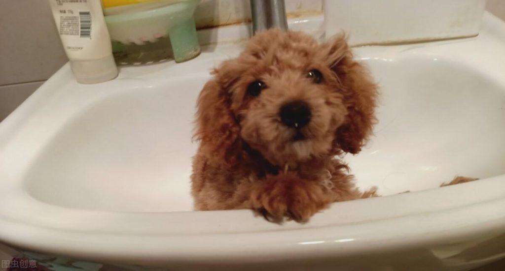 想要家里没有“狗味”可以怎么做?5个可以去除“狗味”的方法,养狗几年都不知道(图1)