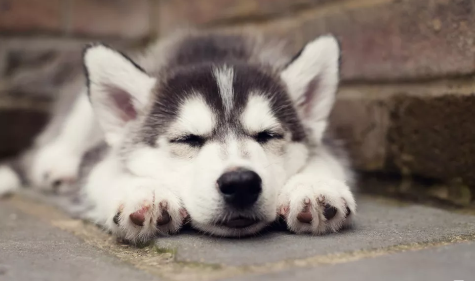 狗狗也会失眠?6种方法,可以有效治好狗狗的失眠问题(图1)