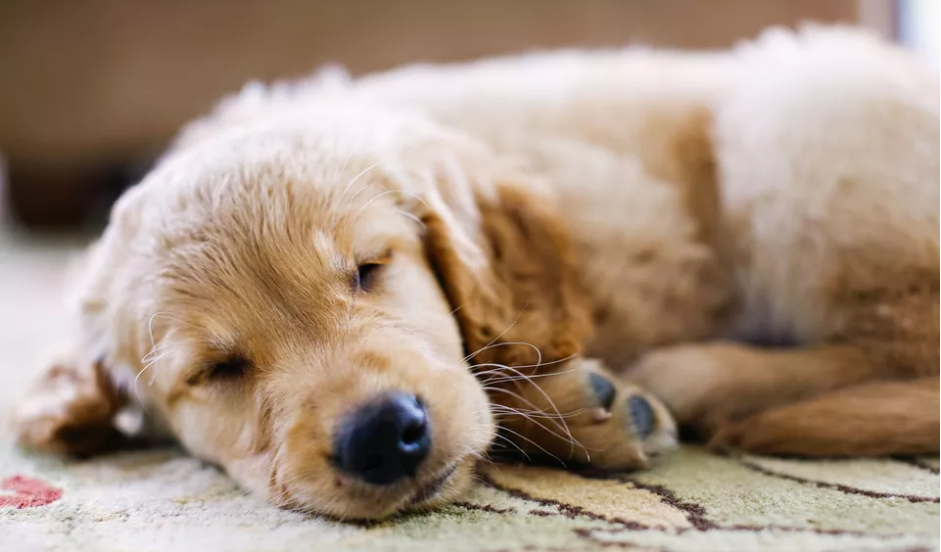 狗狗也会失眠?6种方法,可以有效治好狗狗的失眠问题(图3)