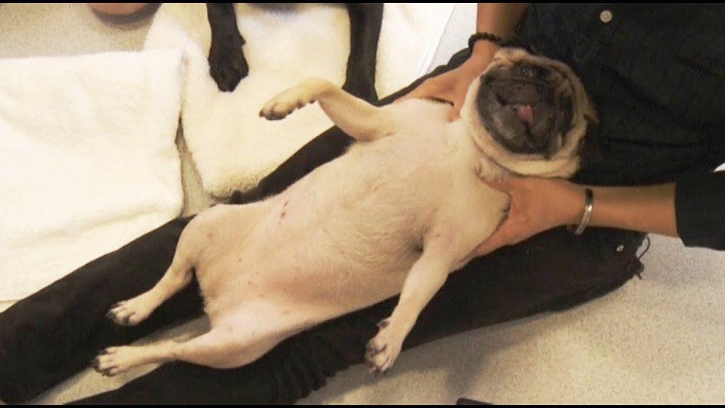 狗狗也会失眠?6种方法,可以有效治好狗狗的失眠问题(图4)