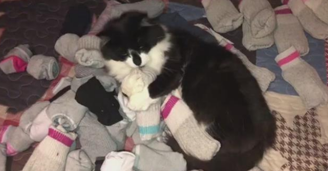 没眼看!可爱猫咪竟有这种癖好,主人十分困扰,求支招(图2)