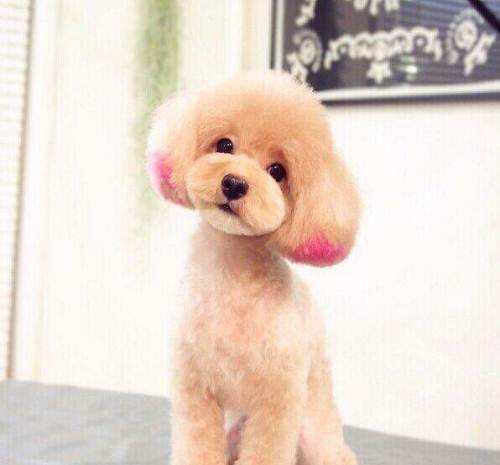 怎么训练不听话的泰迪狗(图1)