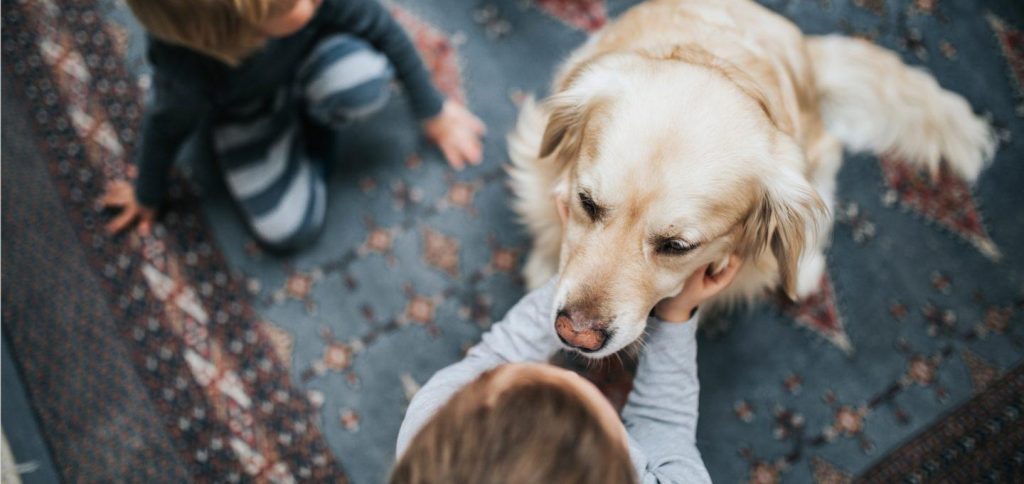给狗狗进行安乐死是怎样的?狗狗安乐死以后需要做什么?(图5)