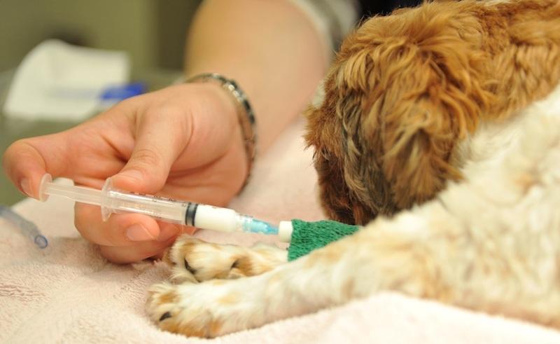 给狗狗进行安乐死是怎样的?狗狗安乐死以后需要做什么?(图1)