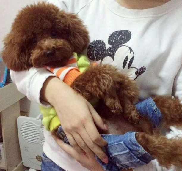 狗狗真的会哭吗?狗狗流眼泪有什么原因?关于狗狗流眼泪的5个原因(图1)