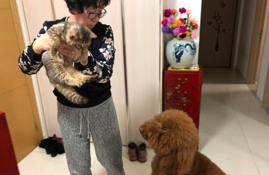 狗狗真的会哭吗?狗狗流眼泪有什么原因?关于狗狗流眼泪的5个原因(图2)