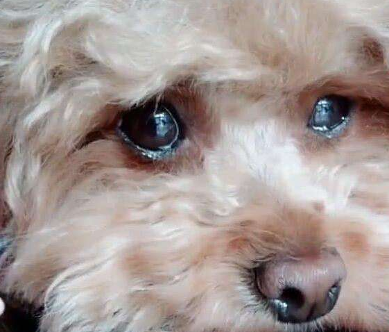 狗狗真的会哭吗?狗狗流眼泪有什么原因?关于狗狗流眼泪的5个原因(图3)