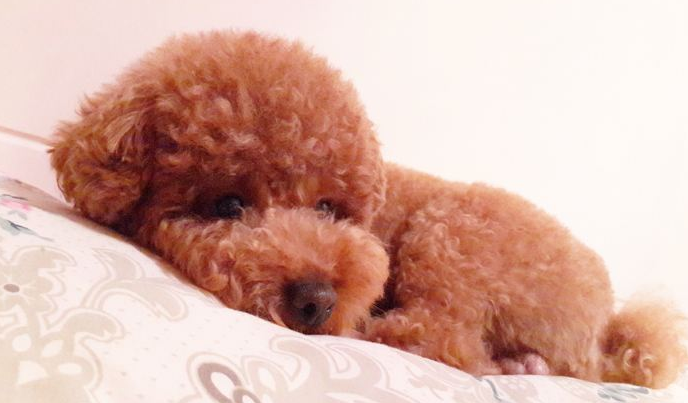 狗狗真的会哭吗?狗狗流眼泪有什么原因?关于狗狗流眼泪的5个原因(图4)