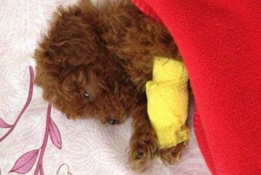 狗狗真的会哭吗?狗狗流眼泪有什么原因?关于狗狗流眼泪的5个原因(图5)