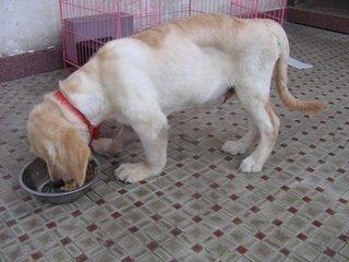 什么是狗狗的胃炎呢?狗狗得胃炎的病因是什么?如何治疗?(图3)