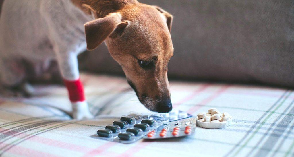 什么是狗狗的胃炎呢?狗狗得胃炎的病因是什么?如何治疗?(图5)