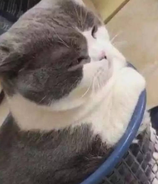 英短让爸妈养了两月,结果胖得挤破了垃圾筐,幸亏给的不是橘猫(图2)