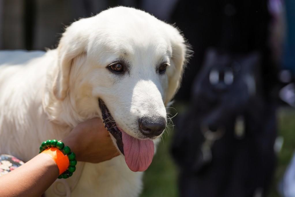 狗狗真的能听懂人话吗?4个方面告诉你,狗狗到底能不能听懂人话!(图2)