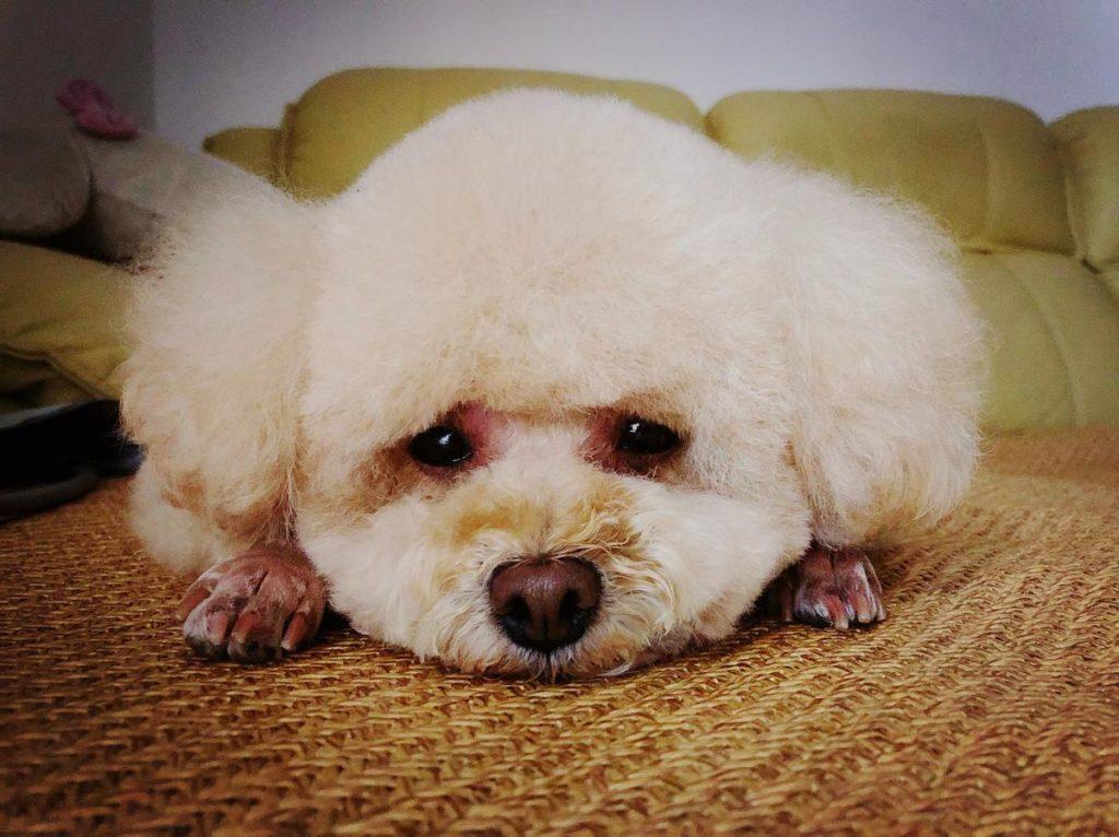 狗狗真的能听懂人话吗?4个方面告诉你,狗狗到底能不能听懂人话!(图3)