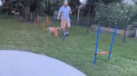 笑尿!网红加菲猫模样霸气又潦草,面包脸走出了十级飓风的样子?(图1)