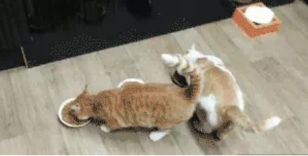 笑尿!网红加菲猫模样霸气又潦草,面包脸走出了十级飓风的样子?(图2)