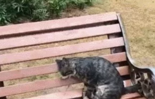 发现一只猫,在长椅上冻死了可怜的猫,愿你在喵星过得幸福(图1)