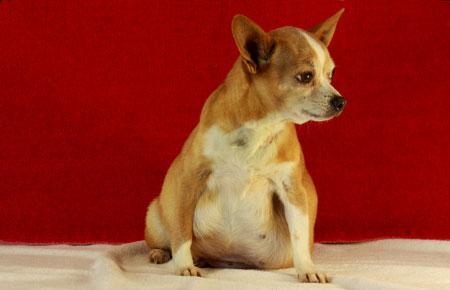 什么是犬腹水?狗狗有腹水会出现什么症状?导致狗狗有腹水的常见原因(图1)