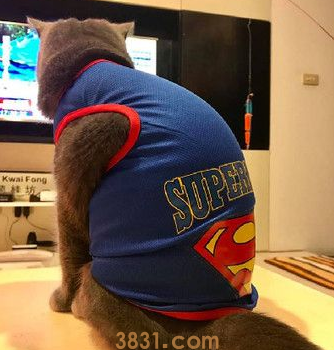 萌猫穿大号2XL超人装变紧身衣 魁武背影被拍下(图1)