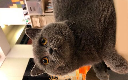 萌猫穿大号2XL超人装变紧身衣 魁武背影被拍下(图2)