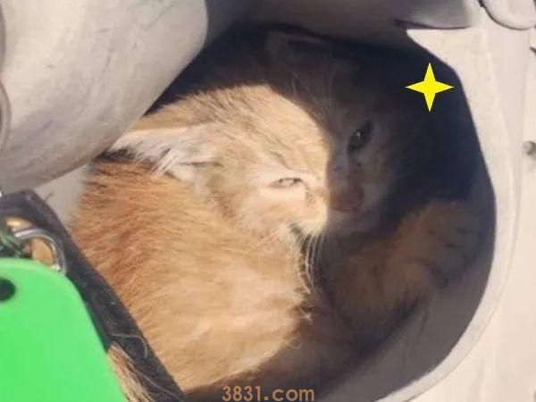 猫翻垃圾桶怎么办?打一顿吗?(图1)