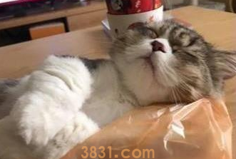 猫咪自己走进塑料袋里面,一呆就是四个小时(图1)